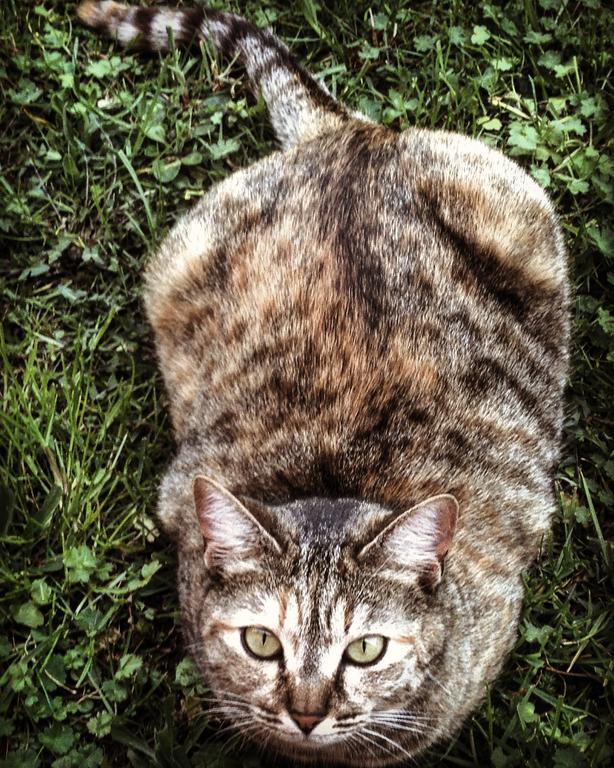 Vila Ca' Dei Gatti Toscolano Maderno Exteriér fotografie